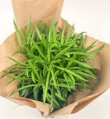 We did not find results for: Happy Bean Plant Fields Of Colour Online Flower Shop