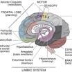  from www.brainwaves.com