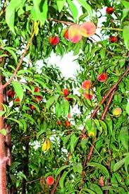 Princes peach beautiful fruits nature plants ornamental grasses fruit trees fruits and veggies florida backyard greenhouses. Peach Option For Farmers Telegraph India