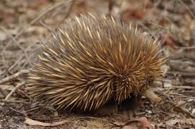Record the pronunciation of this word in your own voice and play it to listen to how you have pronounced it. How Do Echidnas Survive Wildfires
