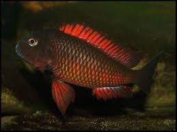 Tropheus Moliro African Cichlid Aquarium Betta Aquarium African Cichlids