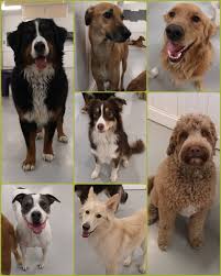 Twitch channel the doggy dog. Doggin It Daycare Dogginitdaycare Twitter