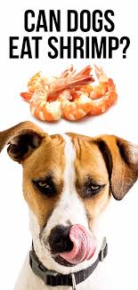 Well the only thing is the sharp part of the shrimp tail that can hurt him but i realy doubt it. Can Dogs Eat Shrimp Is Raw Or Cooked Shrimp Safe For Dogs