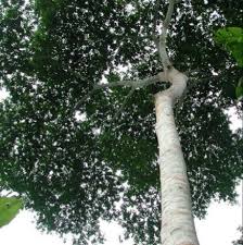 Image result for Antrocaryon