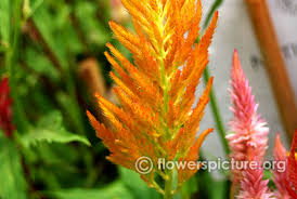 Common Name Celosia Fresh Look Orange Botanical Name Celosia Argentea Family Amaranthaceae Order Caryophyllales Foliage Flower Spike Flower Show Flowers