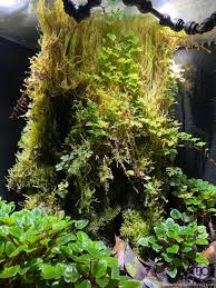 Image result for Hermannia parvula