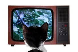 Adopt-a-Pet.com Blog Do cats like to watch TV? - Adopt-a-Pet.com Blog