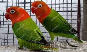 Maybe you would like to learn more about one of these? Jenis Mutasi Lovebird Biola Dan Harga Lovebird Biola Pinhome