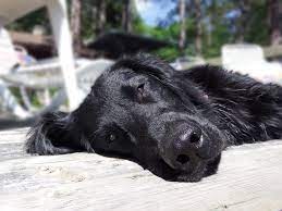 Puppies ready to go to loving homes with lots of attention! Flat Coated Retriever Puppies For Sale In Pa The Y Guide