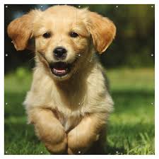 Entdecke 5 anzeigen für süße hunde welpen bilder zu bestpreisen. Gartenposter Susser Hund Golden Retriever Ca 180 X 180cm 2 Teilig Posterdepot De