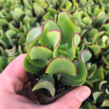 Image result for Crassula rhodesica