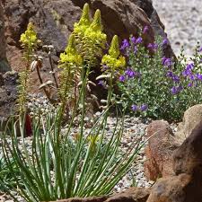 Image result for Veronica abyssinica