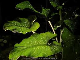 Image result for Zantedeschia aethiopica