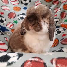 Come see our animal hospital and let us meet your best friend. Vet Referral The Bunny Bunch