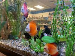 The good, the bad and pet shop near me hamsters bite only when they're frightened. Photos Local Family Owned Pet Store Survives During Covid 19 Pandemic Wwlp