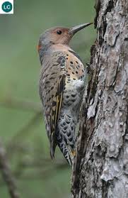 Grey Bird With Red Neck Https Www Facebook Com Wonderbirdspecies Northern Flicker Colaptes Auratus North America Iucn Red List Of Threatened Species 3 1 Least Concern Passaro