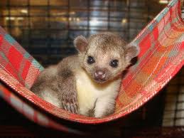 Pin On Exotic Animals