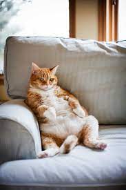 How To Clean Cat Urine Out Of The Furniture Cats Cute Cats Photos Cute Cats