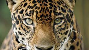 Jaguares matan a los animales en un medio especial. Por Que La Poblacion De Jaguares Esta En Peligro En Colombia