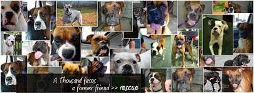 Check spelling or type a new query. Pa Boxer Rescue Home Facebook