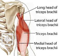 Below are some triceps exercises that zone in on the medial head: The Top 5 Tricep Long Head Exercises For Thicker Arms