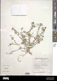 Image result for Limeum