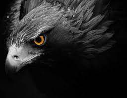 ^ a b c d e f national symbols of germany: Eagle The National Animal Of Germany