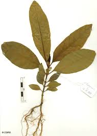 Image result for Rutidea orientalis