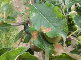 Check spelling or type a new query. Diagnostic Leaf Atlas Suffolk Fruit And Trees The Fruit Tree Specialists