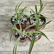 Image result for Chlorophytum pubiflorum