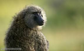 Olive Baboon Baboon List Of Animals Olive