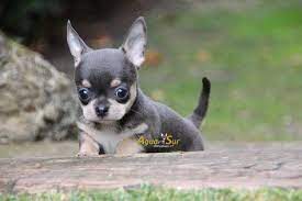 Criaderos De Chihuahuas Chihuahua Chihuahua Mix Chihuahua Love Chihuahua