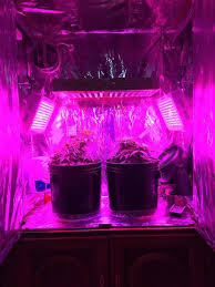 Cob led lights are beneficial for all types of indoor plants, but they are especially recommended for growing marijuana. 10 Best Led Grow Lights For Cannabis 2020 Complete Buyer S Guide Production Grower