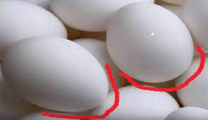 Ada satu lagi beda merpati jantan dengan betina dilihat dari muka yaitu betina mukanya lebih pipih. Tips Membedakan Telur Ayam Bangkok Jantan Dan Betina Den Family