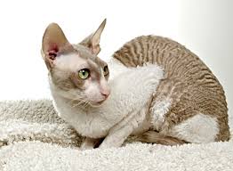 935 likes · 1 talking about this. 10 Short Haired Cat Breeds