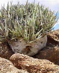 Image result for Adenia