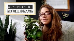 Dracaena is a tropical plant that won't tolerate frost. Plant Haul Hard To Kill Houseplants New Plants Youtube