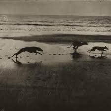 Le Chiens De Maria Sarahmoon Sarah Moon Moon Photography Black And White Dog