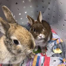 Owned and operated by mark deveau, vmd. Awwa Cute Little Bunnies Houdini And Camden Valley Animal Hospital Facebook