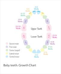 7 Baby Teeth Growth Chart Templates Free Sample Example