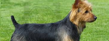 A proudly australian owned and operated company, we are queensland's leading supplier of quality commercial kitchen equipment and catering supplies. Australian Terrier Breed Guide Learn About The Australian Terrier