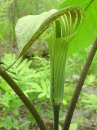Jack's may also be jill's depending on resource availability. Arisaema Triphyllum Jack In The Pulpit Go Botany