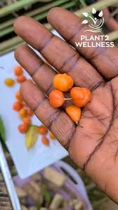 Image result for Carpolobia