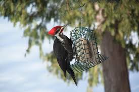 Get the perks when you shop with us2. Best Bird Feeders Of 2021 For Small Birds In Your Garden London Evening Standard Evening Standard