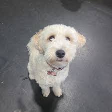 Our week has been so full of many cute moments, and new doggies! 💓