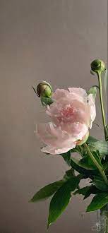 peony wallpaper خلفية جوال ورد بيوني plants