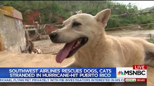 Image result for no rev12 Puerto Rico Great Eagle rescue