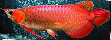 Red Arowana Species Guide Size Lifespan Habitat Care