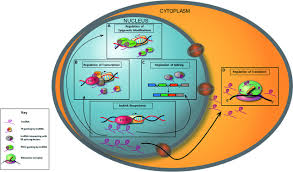 Dna mutation simulation answer key : Mutations In Gene Regulatory Elements Linked To Human Limb Malformations Journal Of Medical Genetics