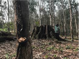 Biasanya, minyak tanah didistilasi langsung dari minyak mentah membutuhkan perawatan khusus, dalam sebuah unit merox atau hidrotreater , untuk mengurangi kadar belerang dan pengaratannya. Alex Armstrong Author At Mighty Earth Page 17 Of 42